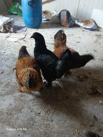 4 jonge hennen, Dieren en Toebehoren, Pluimvee, Vrouwelijk, Kip