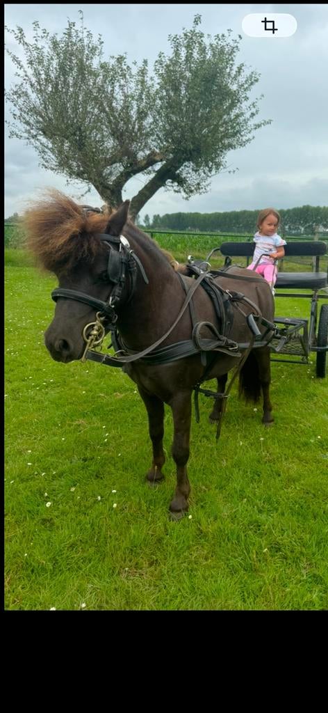Silver smokey black Minipaardje nmprs, Dieren en Toebehoren, Pony's, Hengst, A pony (tot 1.17m), 11 jaar of ouder, Recreatiepony