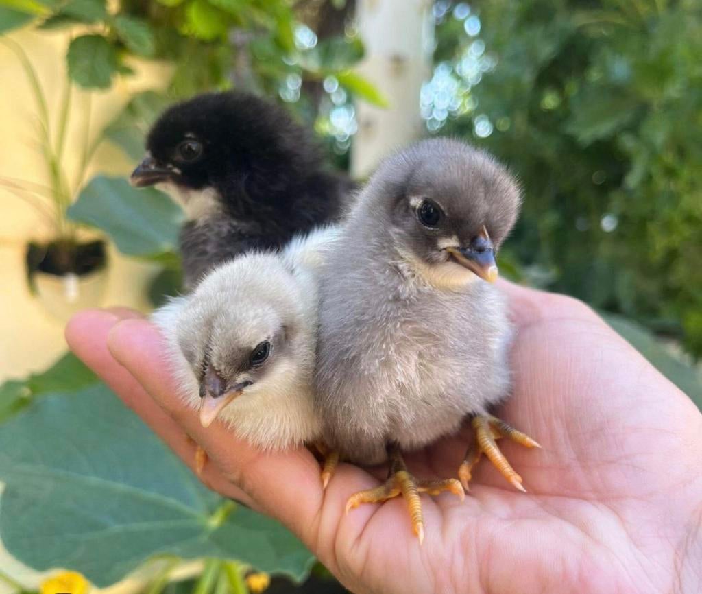 Silverudds kuikens beschikbaar vanaf 3 mei., Meerdere dieren, Kip