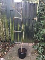 Pindakaasboom, Overige soorten, Zomer, 400 cm of meer, Ophalen