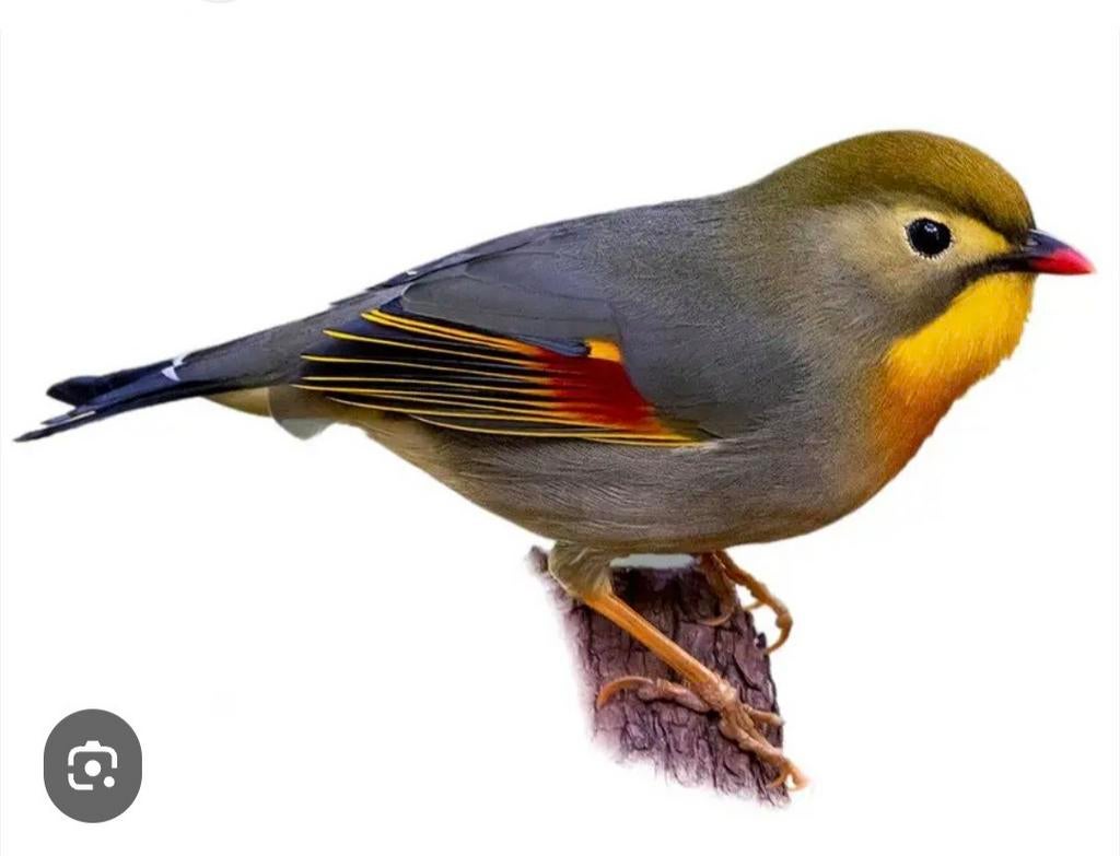 Gezocht nachtegaal man., Dieren en Toebehoren, Vogels | Overige Vogels, Mannelijk