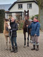 Super leuk valk appaloosa veulen, Dieren en Toebehoren, Pony's, Merrie, D pony (1.37m tot 1.48m), 0 tot 2 jaar