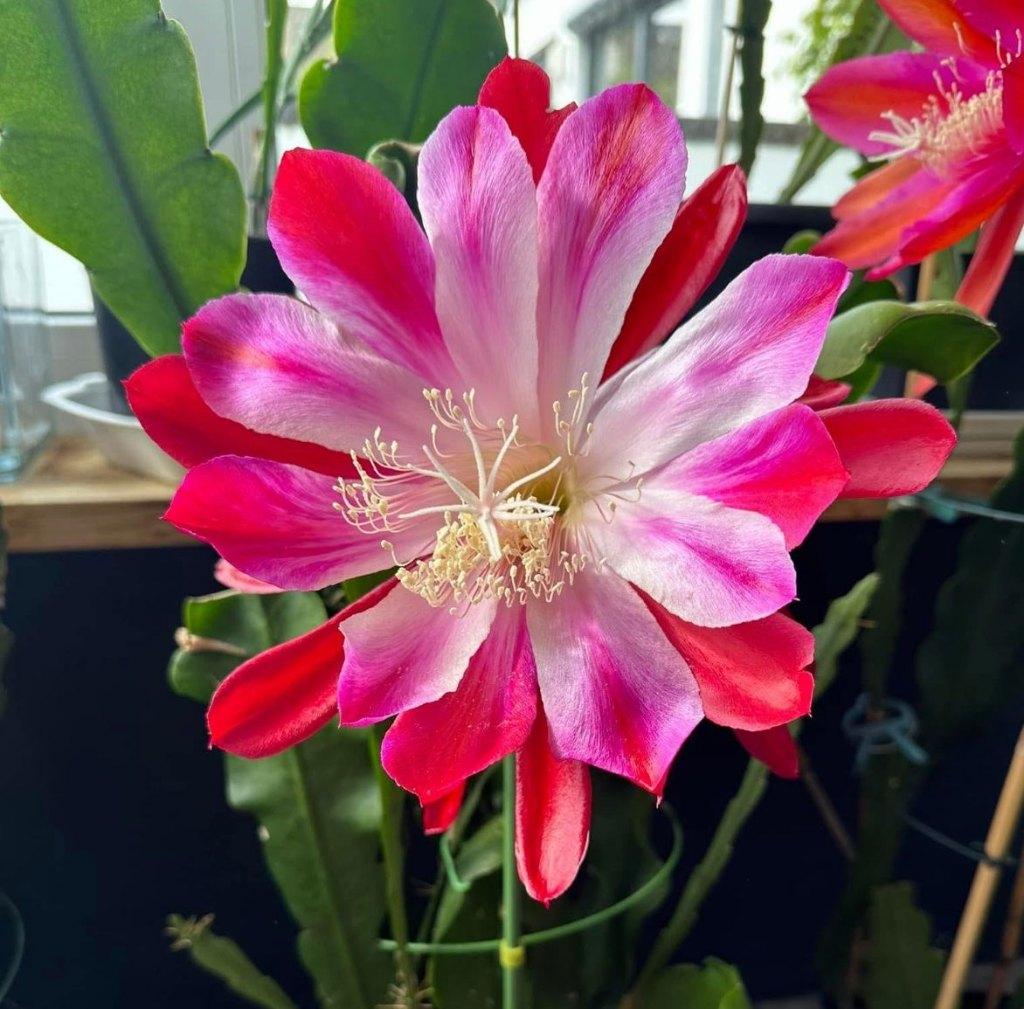 cactus - Epiphyllum Floradora, Verzenden, Cactus, Volle zon, Minder dan 100 cm