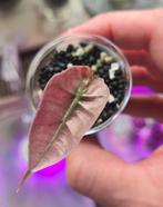 Alocasia Polly pink variegata, Huis en Inrichting, Kamerplanten, Ophalen of Verzenden, Halfschaduw, Minder dan 100 cm