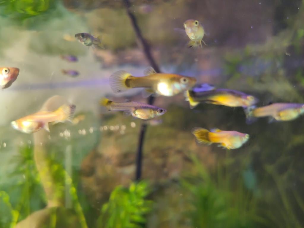 Vele mooie guppen, doe een leuk bod, Dieren en Toebehoren, Vissen | Aquariumvissen, Vis
