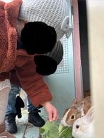 2 hollanders (vrouwtjes), Dieren en Toebehoren, Vrouwelijk