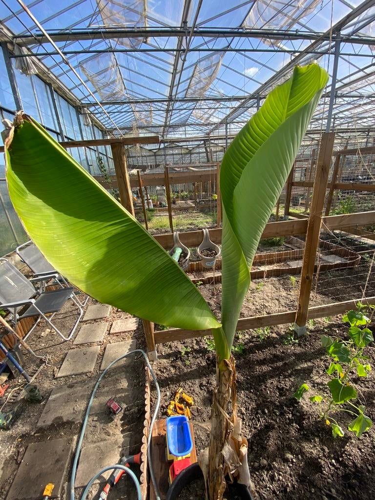 Bananenboom, Tuin en Terras, Planten | Bomen, Ophalen, Volle zon, Overige soorten