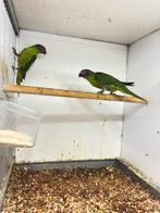 Viooltjes lori’s, Dieren en Toebehoren, Meerdere dieren, Papegaai