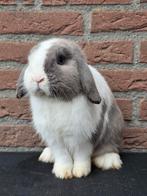 Knappe, lieve (dek) ram te koop, Dieren en Toebehoren, Konijnen, Mannelijk, Klein, Hangoor, 0 tot 2 jaar