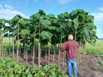 Paulownia Tomentosa, Ophalen, Volle zon, Overige soorten