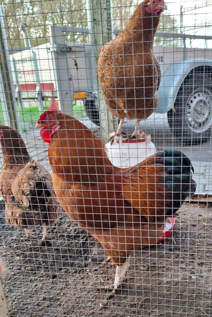 Haan te koop kriel, Dieren en Toebehoren, Mannelijk, Kip