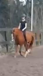 Bijrijder aangeboden/verzorgpony gezocht!, Dieren en Toebehoren, Paarden en Pony's | Verzorgingsproducten, Ophalen of Verzenden