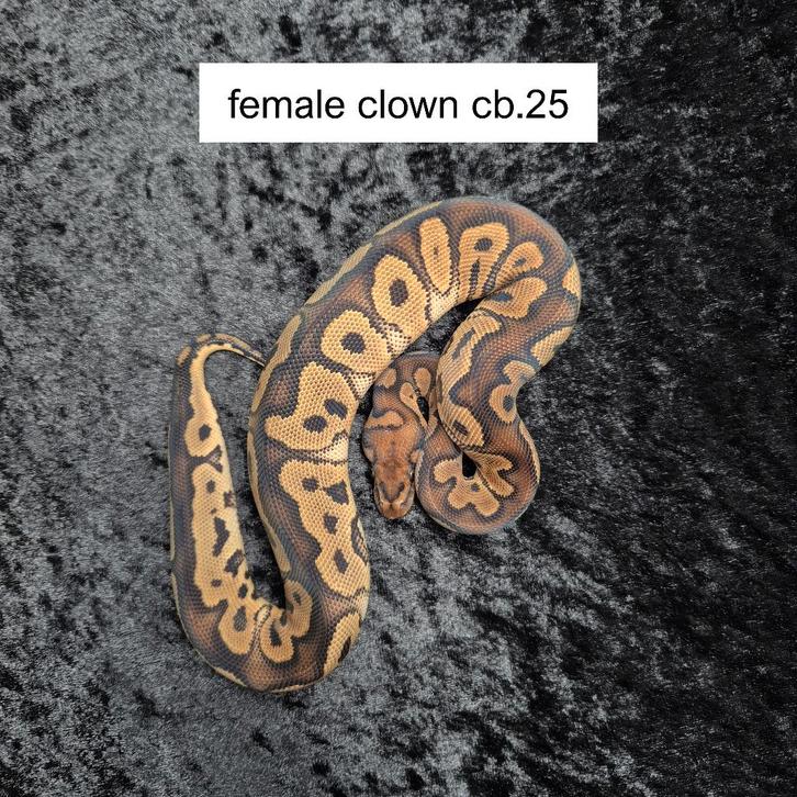 clown Ball Python - female for sale from Roundhog serpents