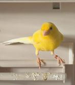 Super strakke gele timbrado man uit 2025, Dieren en Toebehoren, Vogels | Kanaries, Mannelijk, Zangkanarie