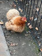 Cochin hen te koop, Dieren en Toebehoren, Pluimvee, Vrouwelijk, Kip