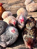 Cochin kriel broedeieren - Raszuiver! 🥚, Dieren en Toebehoren, Pluimvee, Geslacht onbekend, Kip