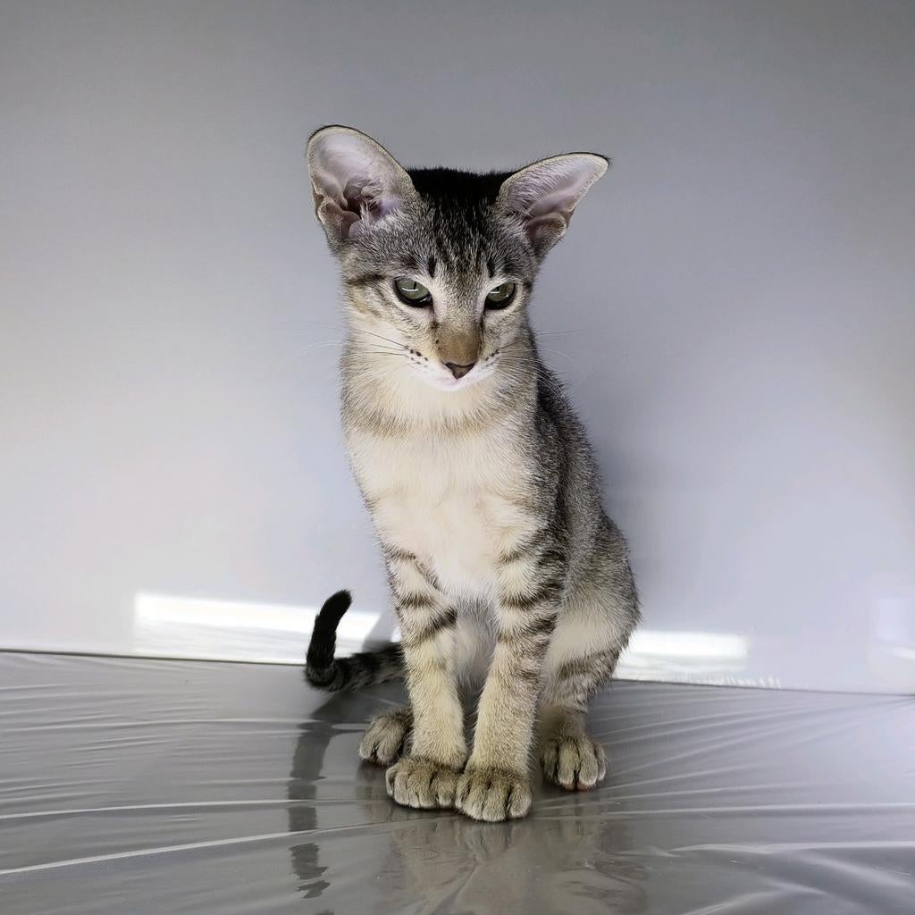 Kittens, Ooster korthaar kittens, oriental kittens, pete..., Meerdere dieren, Ontwormd, 0 tot 2 jaar