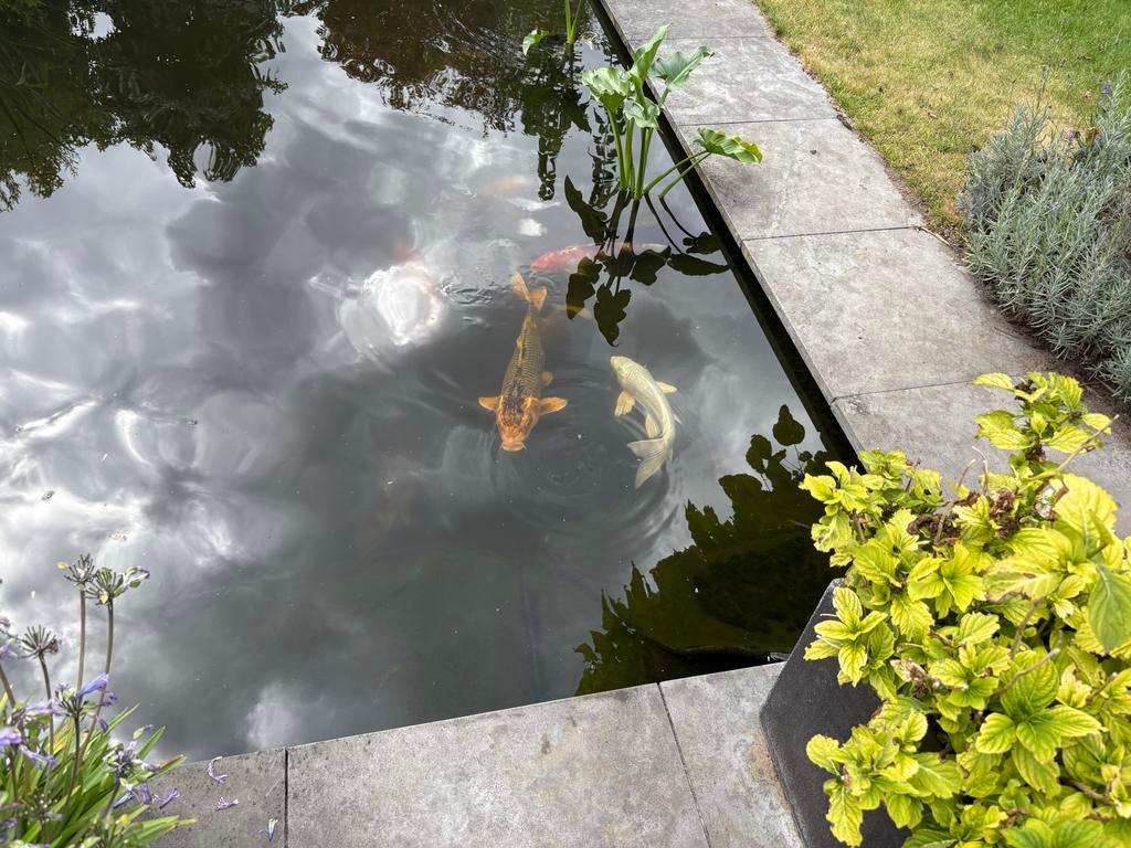 Koikarpers, Dieren en Toebehoren, Karper of Koi