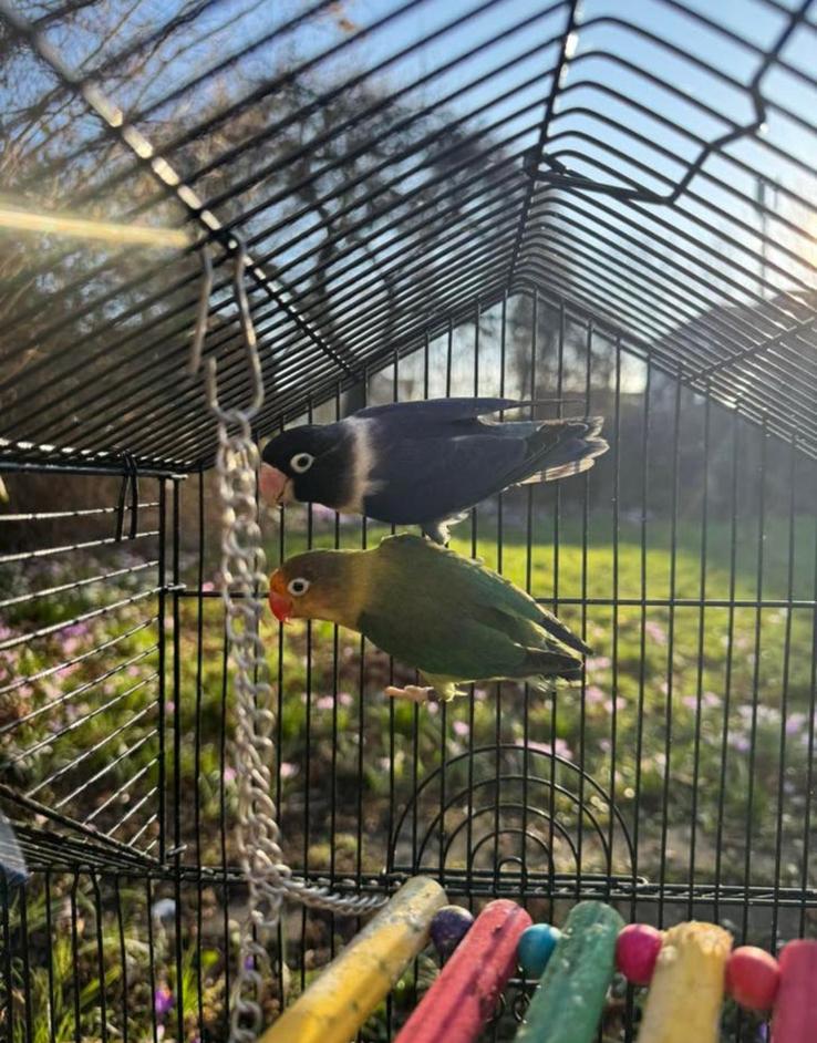 agapornis, Dieren en Toebehoren, Vogels | Parkieten en Papegaaien, Dwergpapegaai of Agapornis, Geringd