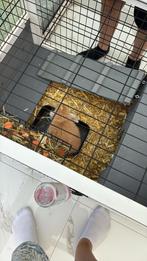 hangoor konijnen te koop., Dieren en Toebehoren, Konijnen, Vrouwelijk, Hangoor