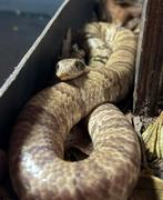 1.0 False Water Cobra, Dieren en Toebehoren, Reptielen en Amfibieën, Slang, Tam, 0 tot 2 jaar