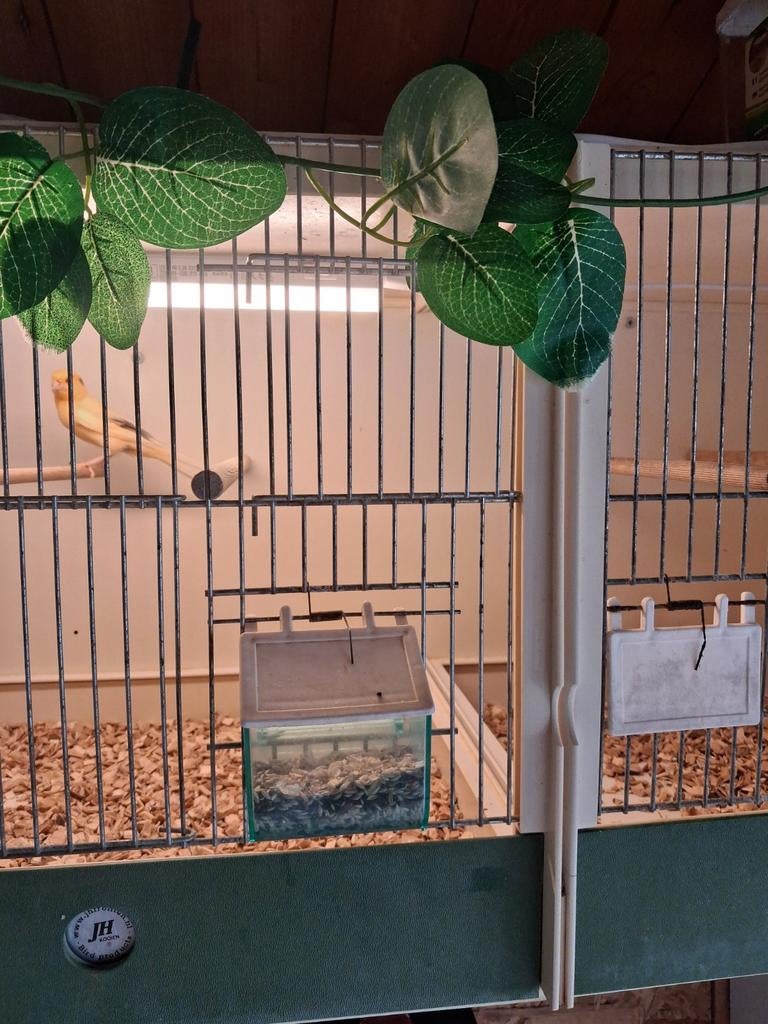 Te koop kanarie, Dieren en Toebehoren, Vogels | Overige Vogels, Mannelijk, Geringd