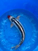 Koi 30-40 cm, Karper of Koi