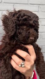 Laatste chocolade bruin labradoodle pup, Parvo, Reu, 8 tot 15 weken, Eén hond