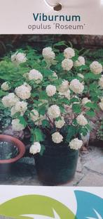 Gelderse roos, Tweejarig, Halfschaduw, Lente, Ophalen