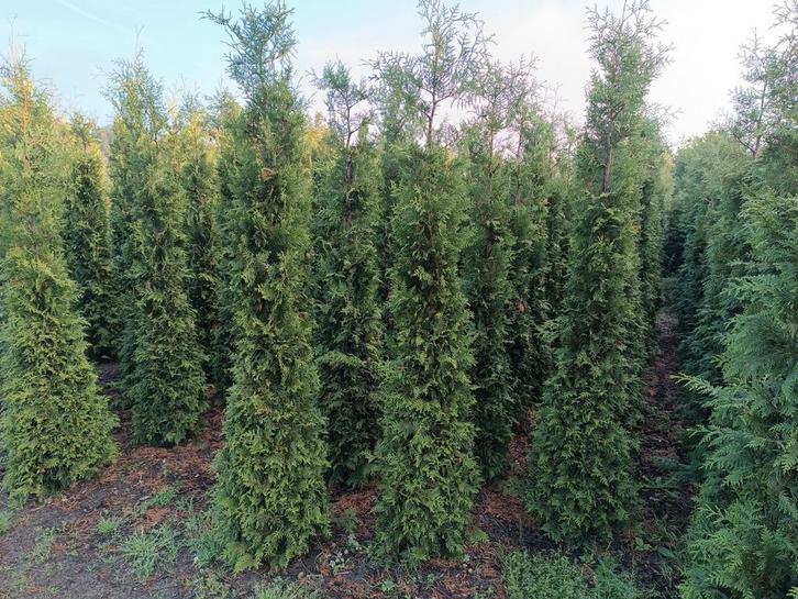 Coniferen, Tuin en Terras, Planten | Struiken en Hagen, Conifeer, 100 tot 250 cm, Ophalen