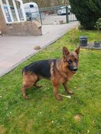 Te koop prachtige Duitse Herder Reu van 23 maanden oud, Reu, 1 tot 2 jaar, Parvo, Eén hond