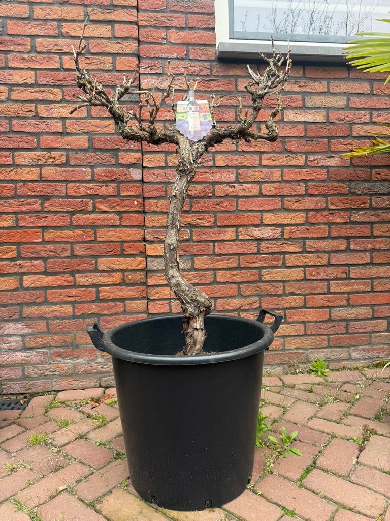 Druivenrank rode druif (Vitis Vinifera) met emmer, Overige soorten, Minder dan 100 cm, Zomer, Ophalen