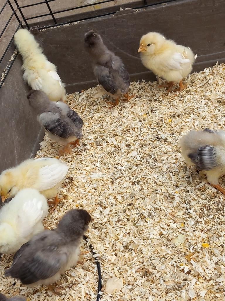 Kuikens araucana blauwlegger en witte leghorn, Dieren en Toebehoren, Pluimvee, Geslacht onbekend, Kip