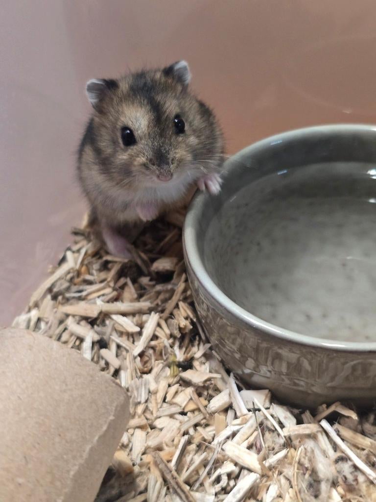 Lieve handtamme dwerghamsters te koop!, Hamster, Maart, Meerdere dieren, Tam
