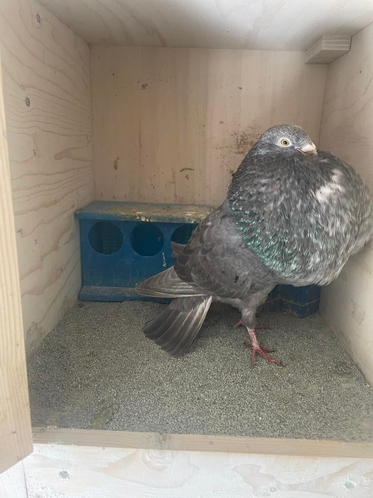 Gaditano doffer, Mannelijk, Kropper