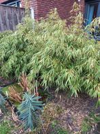 Gratis Bamboeplanten, Tuin en Terras, Planten | Tuinplanten, Ophalen, Vaste plant, Overige soorten, Volle zon