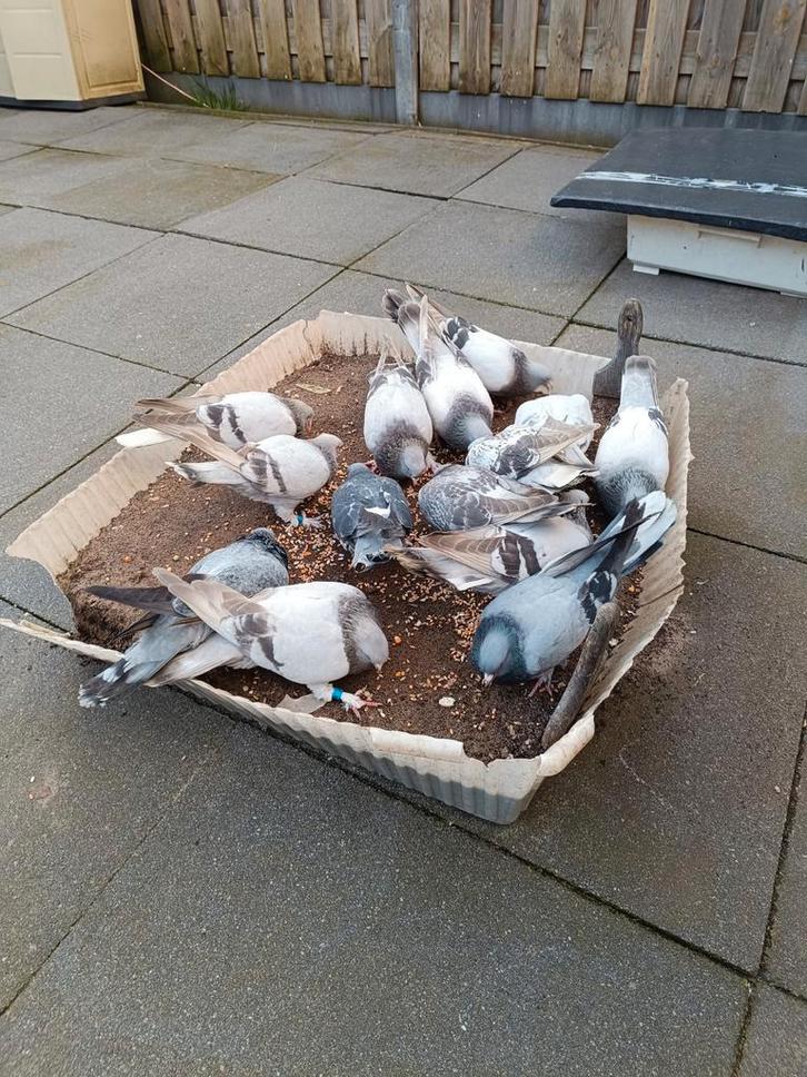 Turkse Takla Duiven, Dieren en Toebehoren, Vogels | Duiven, Meerdere dieren