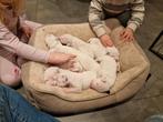dalmatiër puppy's zoeken leuk baasje., Dieren en Toebehoren, Overige rassen, 8 tot 15 weken, Parvo, Meerdere