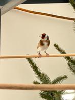 Parva putter pop 2025, Vrouwelijk, Wildzangvogel, Geringd