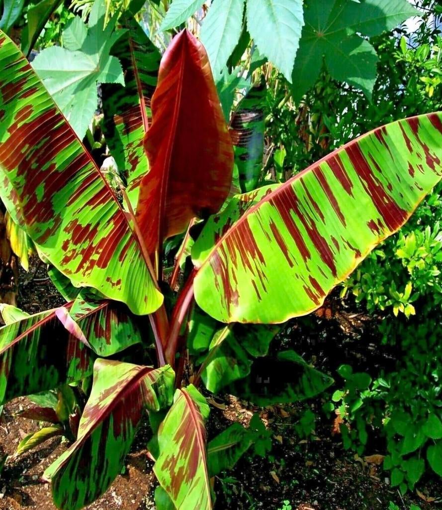 🍌Musa sikkimensis banaan bananenplant Red Tiger banaanplant, Volle zon, Vaste plant, Bloeit niet, Ophalen