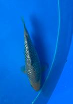 Ginrin soragoi hirasawa, Karper of Koi