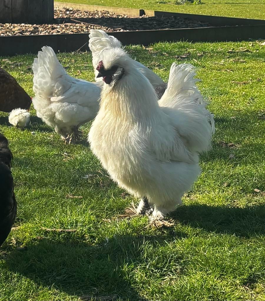 Haan en hen zoeken nieuw 🏡 🐓, Dieren en Toebehoren, Pluimvee, Meerdere dieren