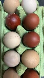 broedeieren olijfleggers  ( groenig) en marans, Dieren en Toebehoren, Geslacht onbekend, Kip