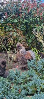 Gratis USA zijdehoen haan, Dieren en Toebehoren, Pluimvee, Mannelijk, Kip