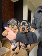 Prachtige ruwharige black and tan teckelpups, Parvo, Reu, 8 tot 15 weken, Korthaar