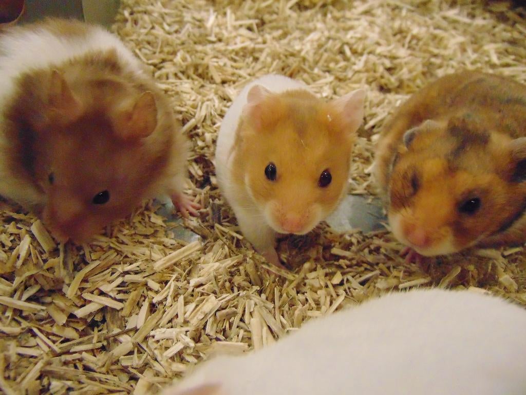 Goudhamster hamster, Dieren en Toebehoren, Knaagdieren, Hamster, Maart, Meerdere dieren, Tam