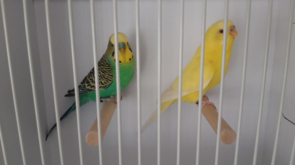 Diverse koppels grasparkieten, Dieren en Toebehoren, Vogels | Parkieten en Papegaaien, Parkiet, Meerdere dieren, Geringd