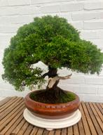 Bonsai juniperus itoigawa, Ophalen, Halfschaduw, Overige soorten, Minder dan 100 cm