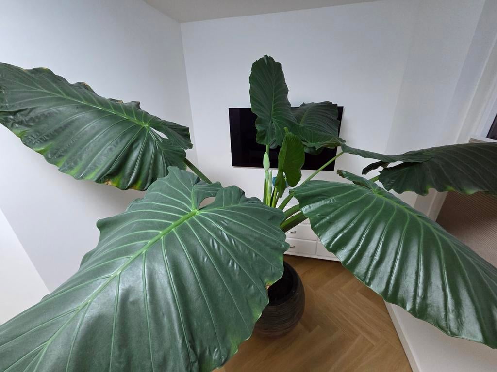 Alocasia Portodora - Olifantsoor, Ophalen, Halfschaduw, 150 tot 200 cm