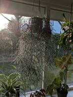 Rhipsalis Pilocarpa 5 vers stekjes voor 5e, Huis en Inrichting, Ophalen of Verzenden, Minder dan 10 m²